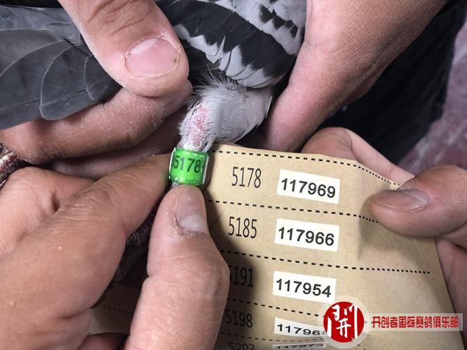 2020年世界杯开创者铁鹰四关第三关前十名验鸽图片欣赏